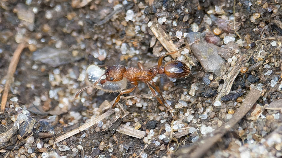 Myrmica ruginodis (Woodland Red Ant).jpg